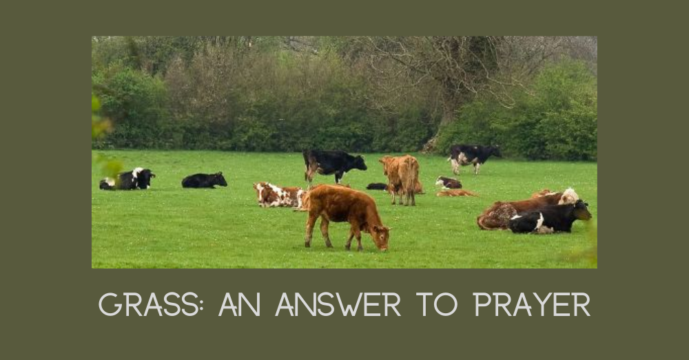 Grass An Answer To Prayer